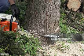 Bradley, IL Tree Removal Pros